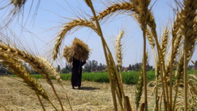 الحكومة المصرية تشجع زراعة القمح.. ومسؤولون يوضحون الأسباب