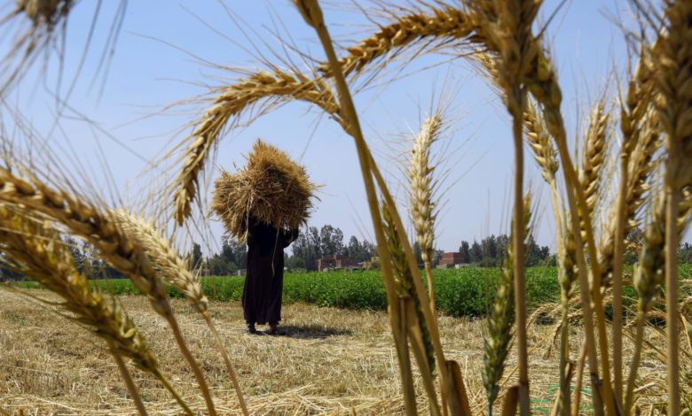 الحكومة المصرية تشجع زراعة القمح.. ومسؤولون يوضحون الأسباب